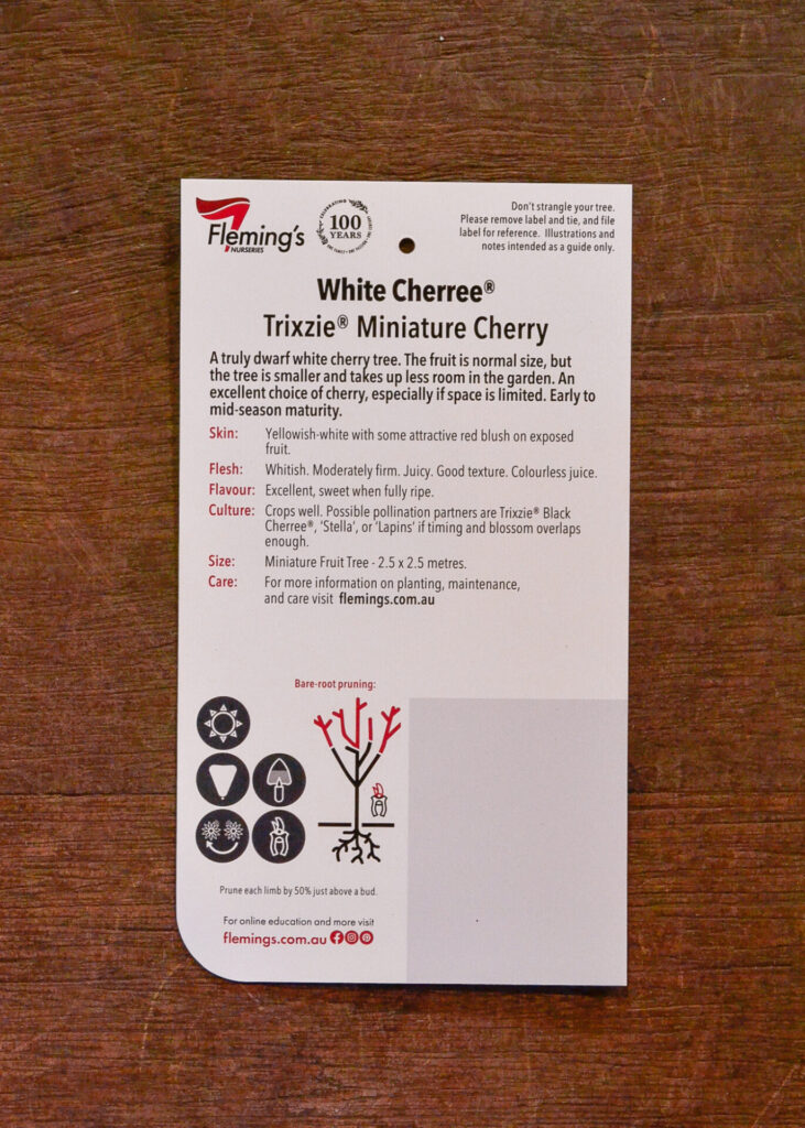 Cherry - Trixzie® White Cherree Dwarf - Image 2