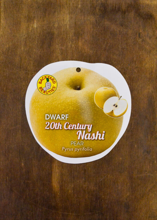 Nashi Pear - Nijisseiki  20th Century Dwarf