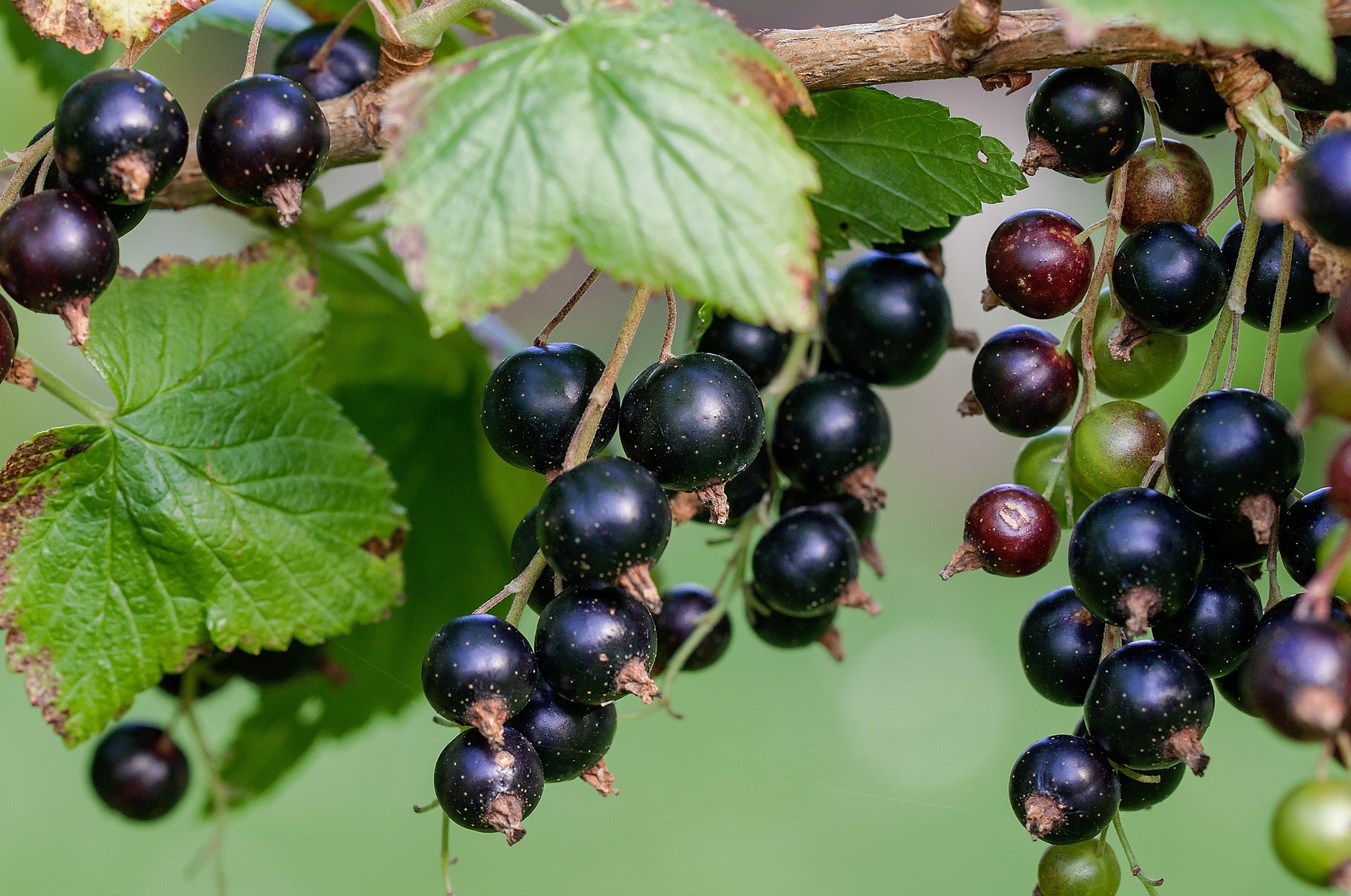Currant - Black - Image 3