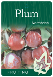 Plum - Narrabeen