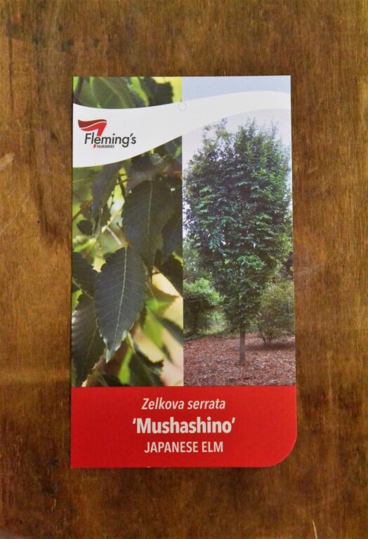 Japanese Elm - Mushashino