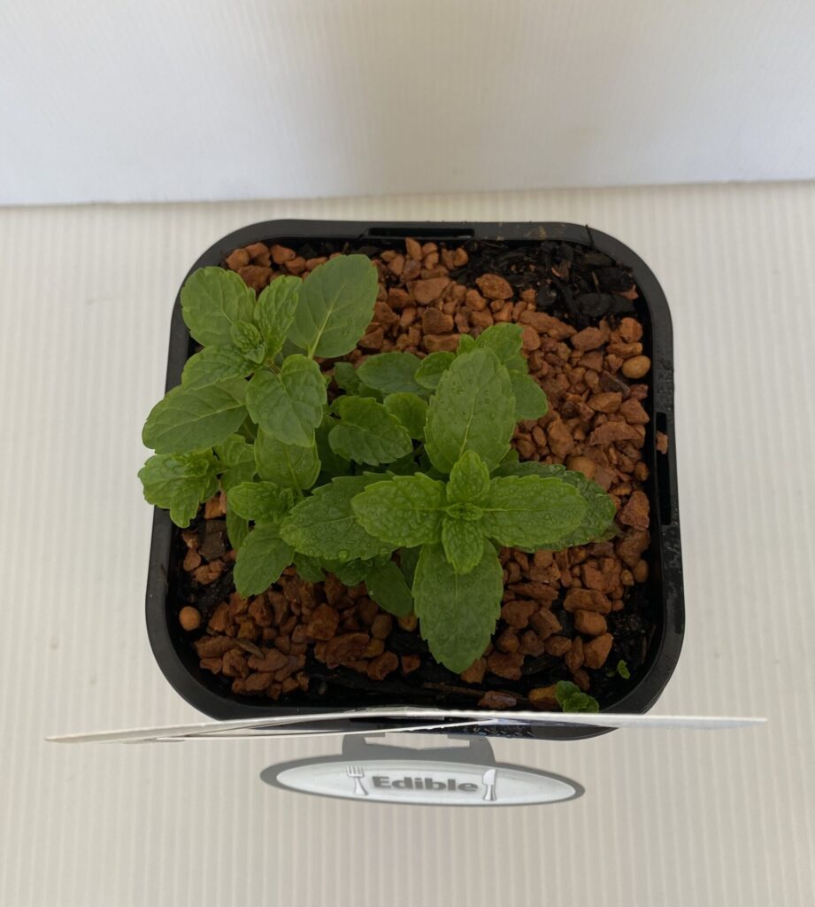 Mint - Spearmint - Image 2
