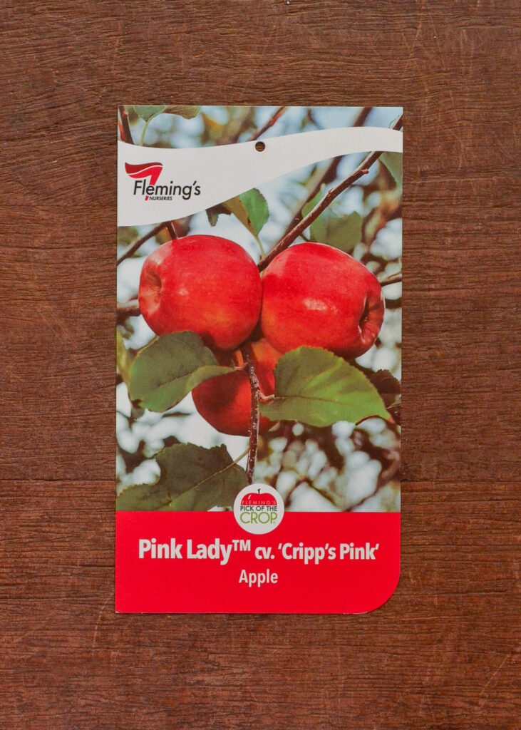 Apple - Pink Lady