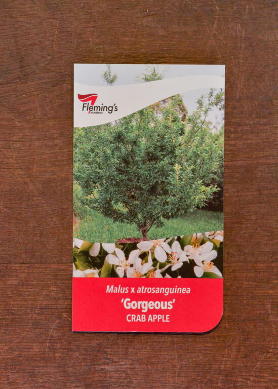 Crab Apple - Gorgeous