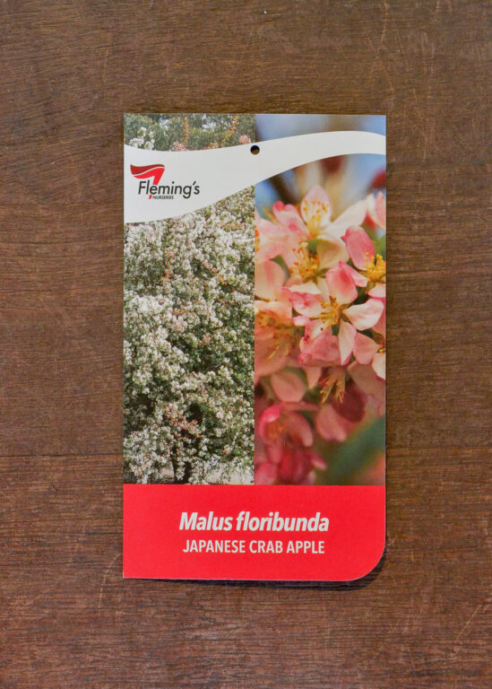 Crab Apple - Floribunda