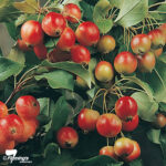 Crab Apple - Gorgeous - Image 3