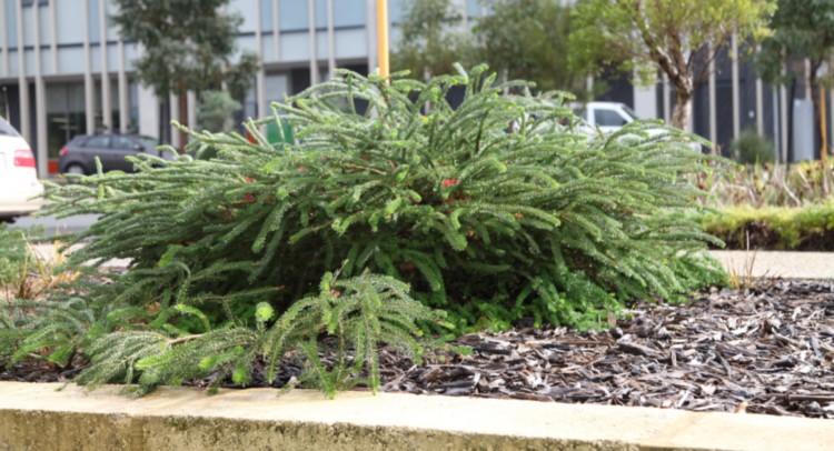 Calothamnus - Prostrate One Sided Bottlebrush