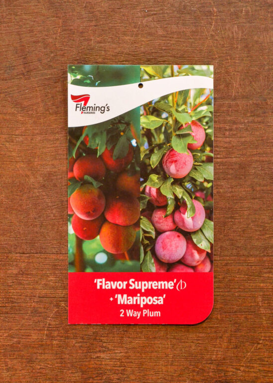 Plum Multi Graft - Flavor Supreme/Mariposa