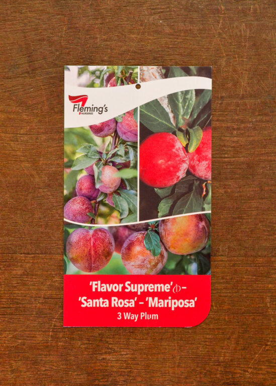 Plum Multi Graft - Flavor Supreme/Mariposa/Santa Rosa