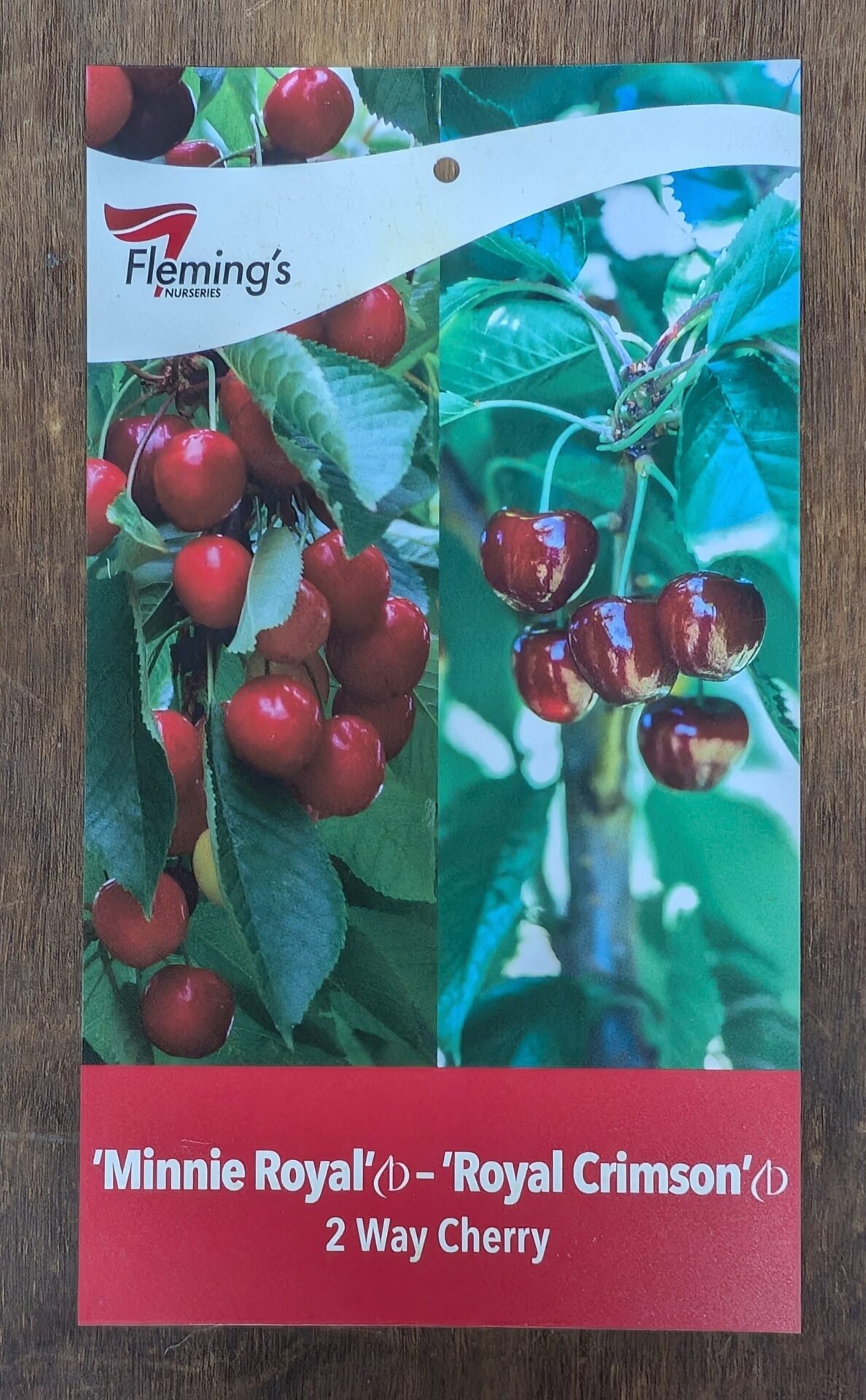 Cherry Multi Graft - Minnie Royal/Royal Crimson