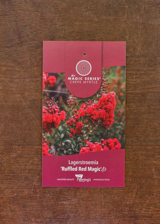 Crepe Myrtle - Ruffled Red Magic