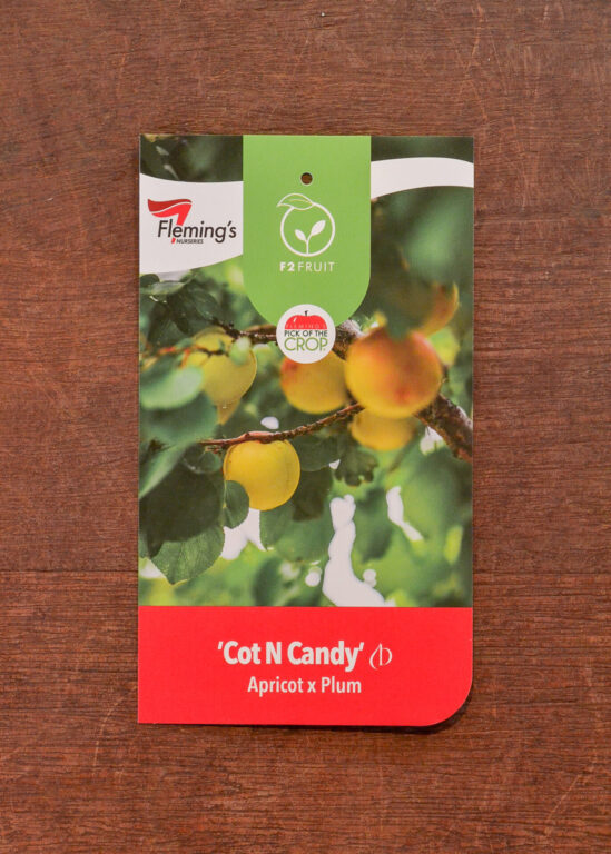 Apricot x Plum - Cot N Candy