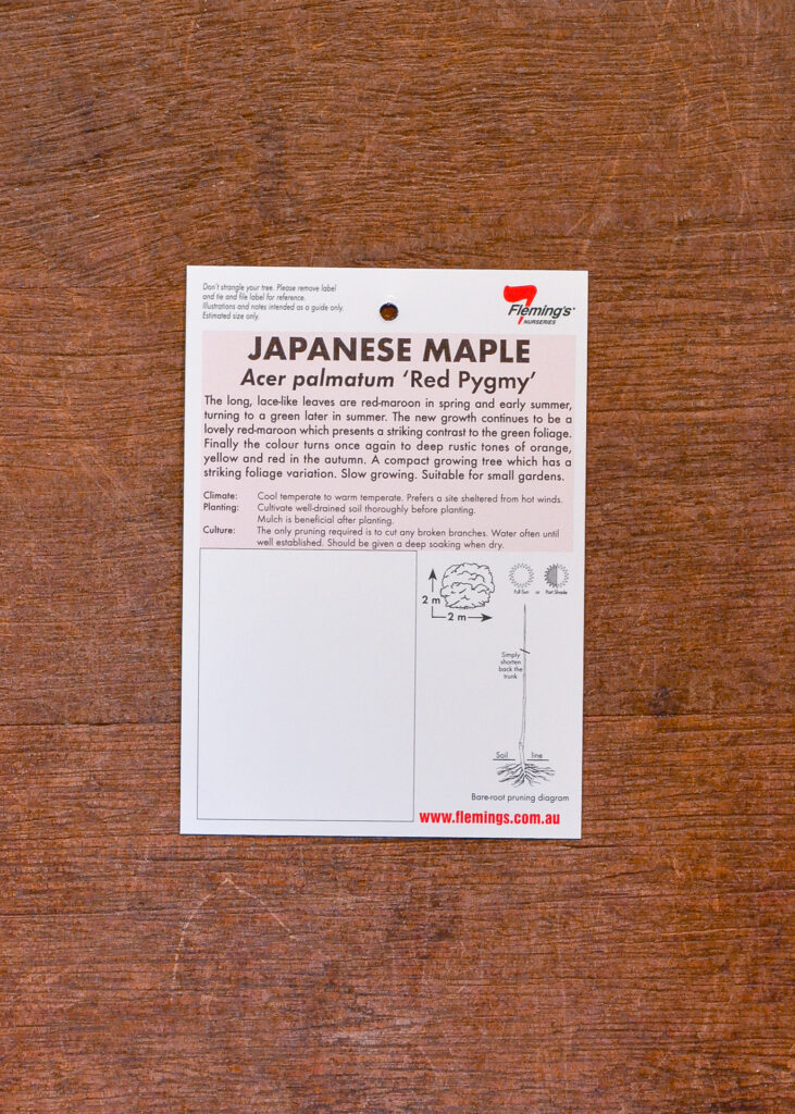 Japanese Maple - Red Pygmy - Image 2