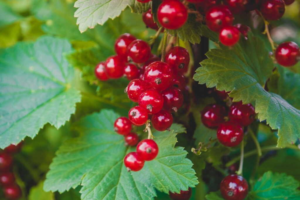 Currant - Red - Image 3