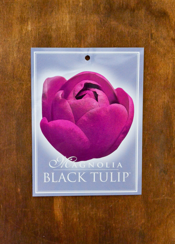 Magnolia - Black Tulip™