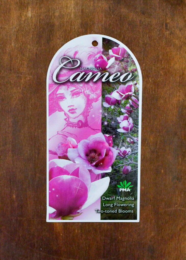 Magnolia - Cameo