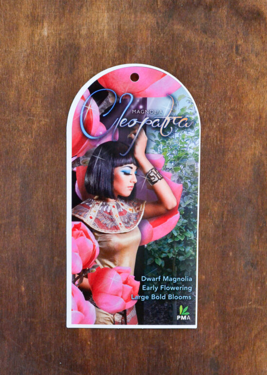 Magnolia - Cleopatra