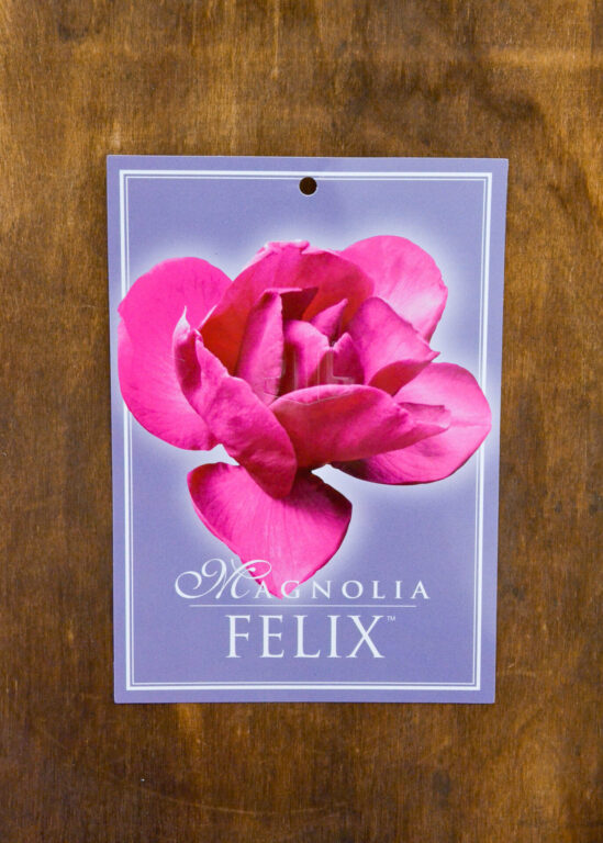 Magnolia - Felix™