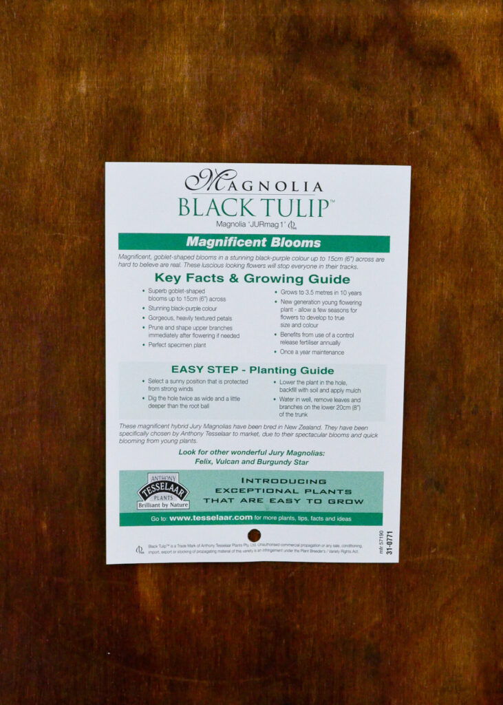 Magnolia - Black Tulip™ - Image 2