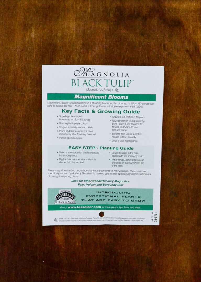 Magnolia - Black Tulip™ - Image 2