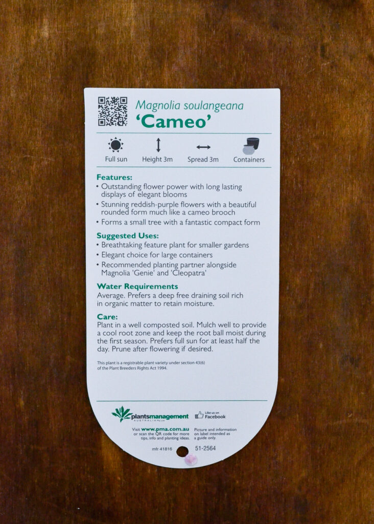 Magnolia - Cameo - Image 2