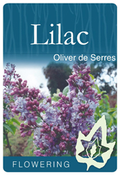Lilac - Oliver de Serres