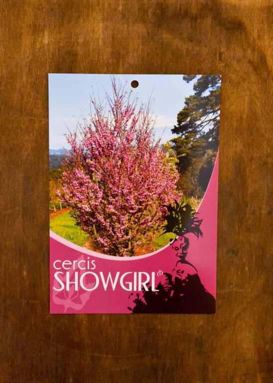 Cercis - Showgirl