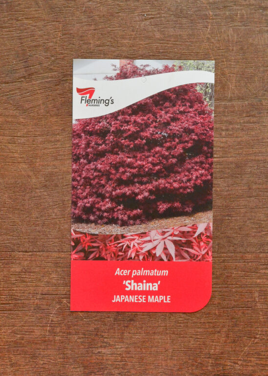 Japanese Maple - Shaina