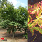 Japanese Maple - Bonfire - Image 3