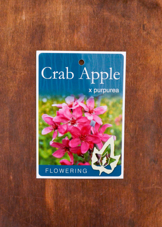 Crab Apple - Purpurea