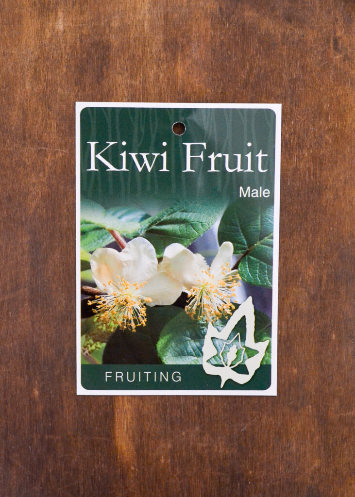 Kiwifruit - Male