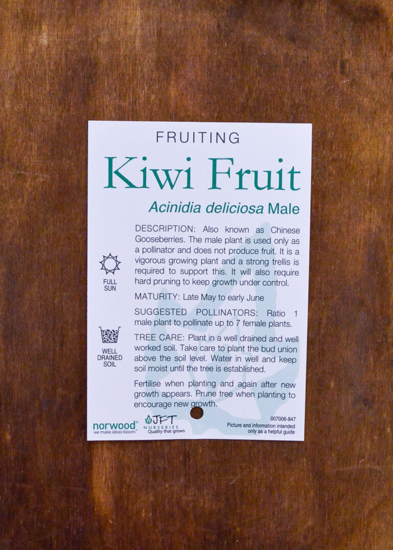 Kiwifruit - Male - Image 2