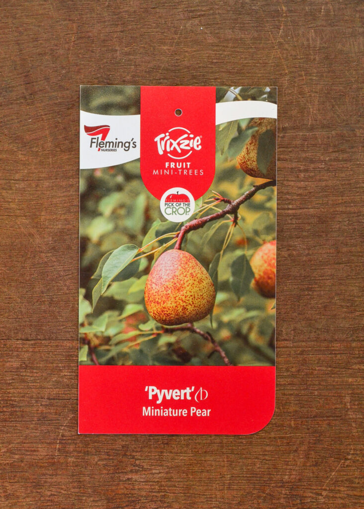 Pear - Trixzie® Pyvert Dwarf