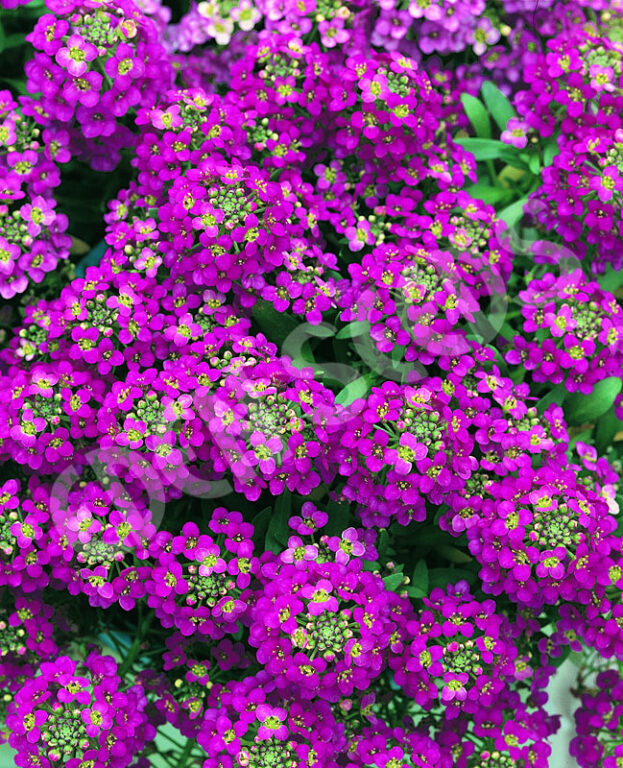 Alyssum - Rosie O'Day - Eden Seeds