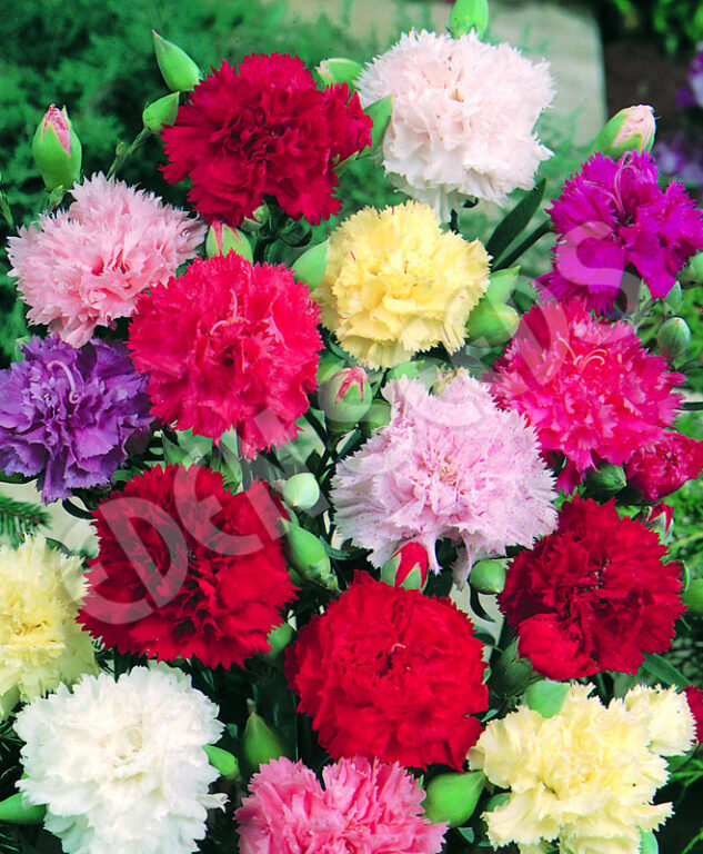 Carnation - Chabaud Mix - Eden Seeds