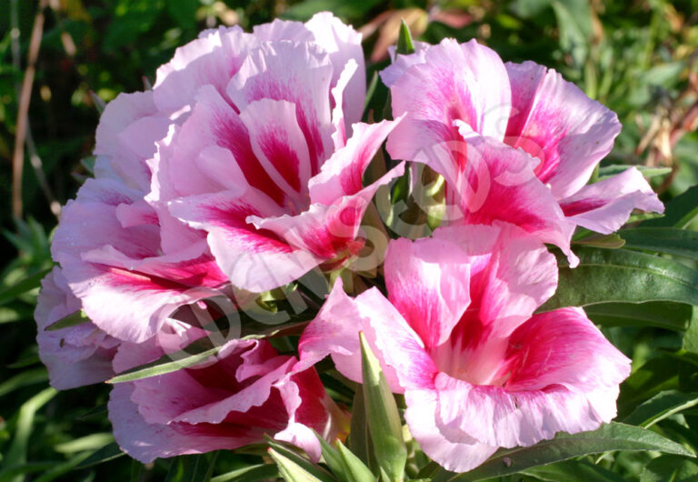 Clarkia - Mix - Eden Seeds