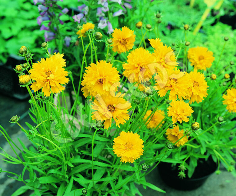 Coreopsis - Sunburst - Eden Seeds