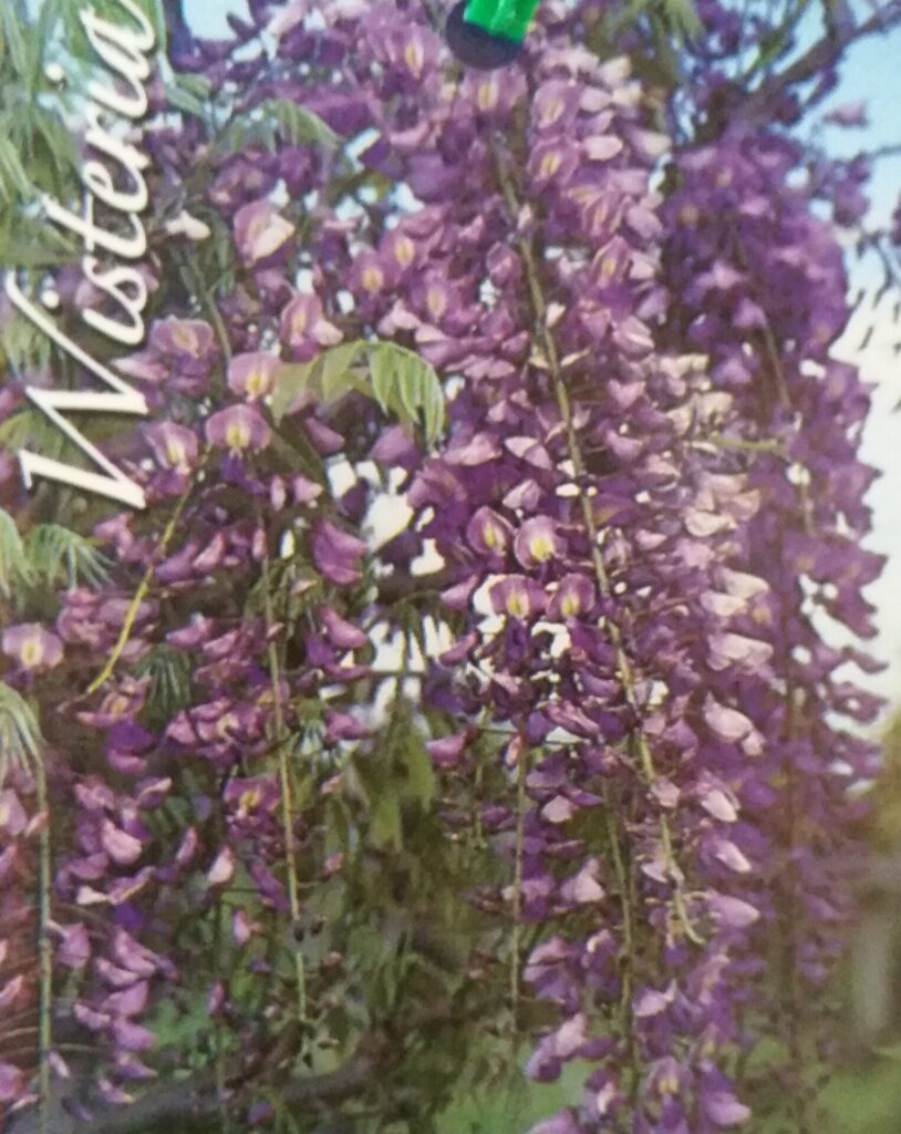 Wisteria Standard - Royal Purple