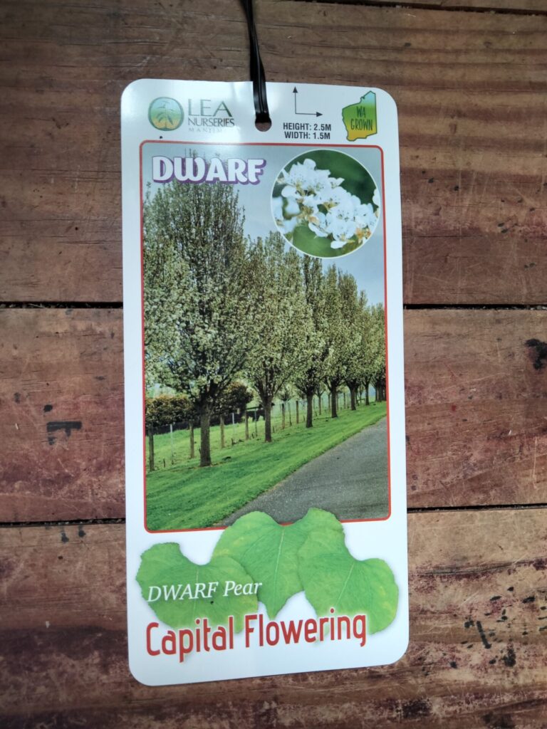 Ornamental Pear - Capital Dwarf