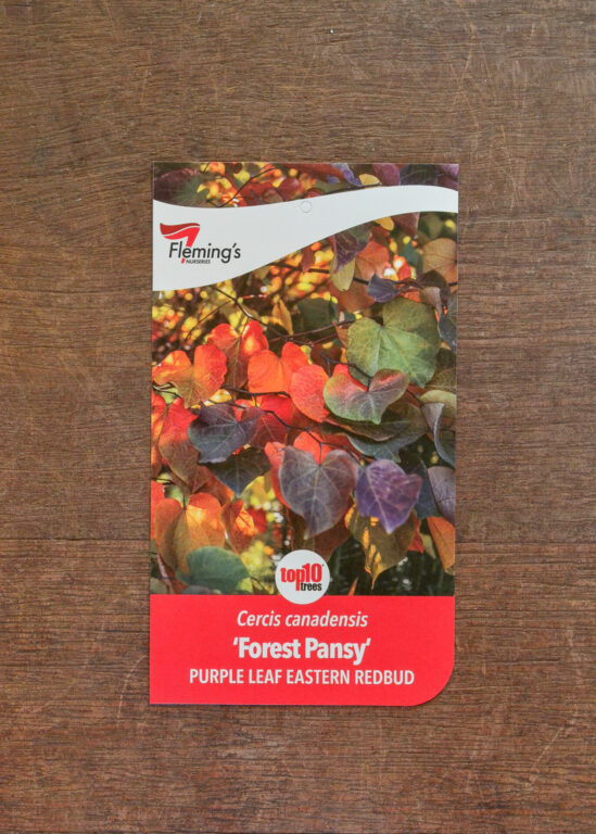 Cercis - Forest Pansy