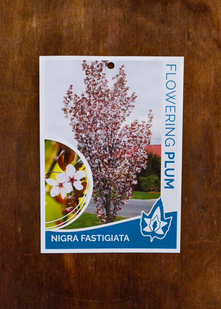 Flowering Plum - Nigra Fastigiata