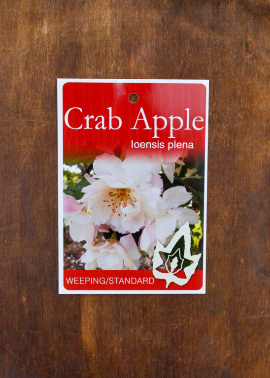 Crab Apple - Standard - Ioensis Plena