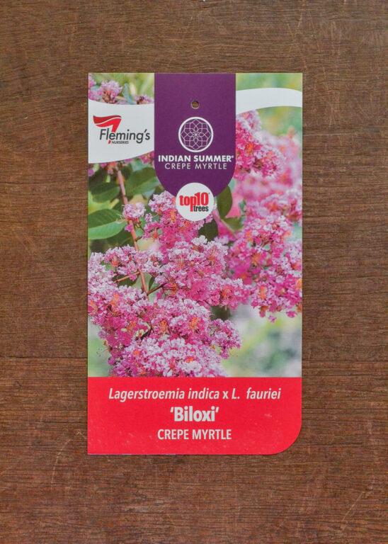 Crepe Myrtle - Biloxi