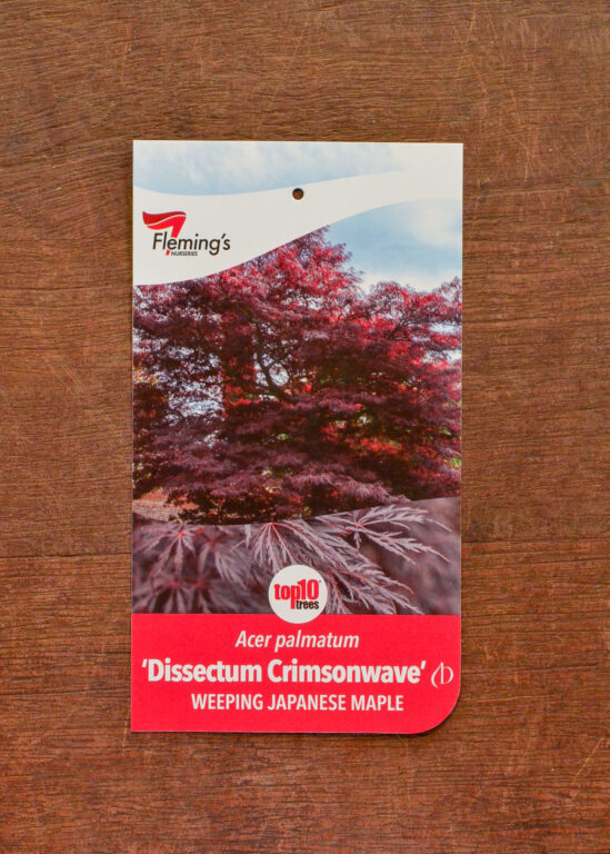 Japanese Maple - Dissectum Crimsonwave