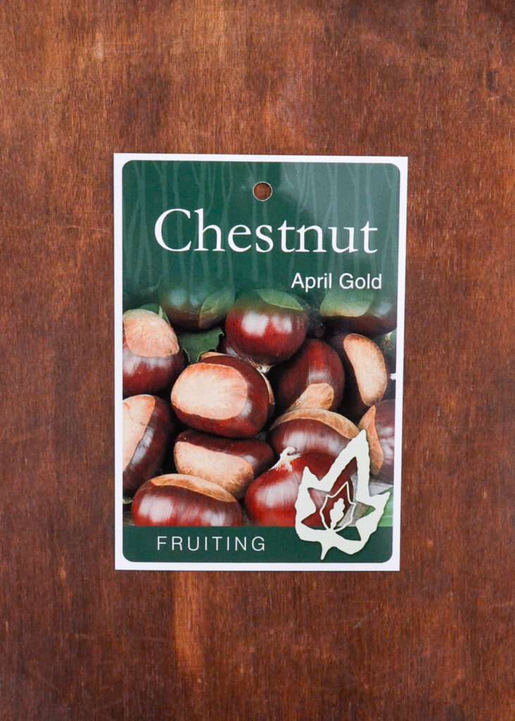 Chestnut - April Gold