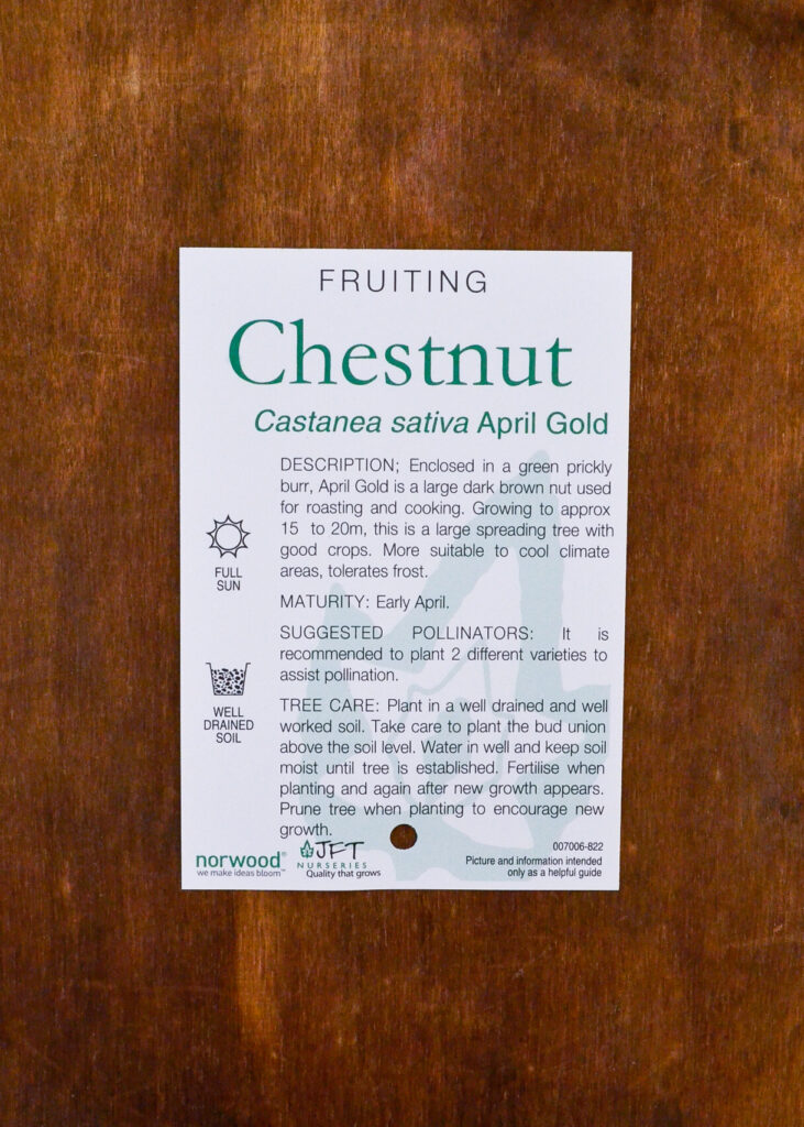 Chestnut - April Gold - Image 2