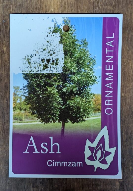 Ash - Cimmzam - Cimmaron