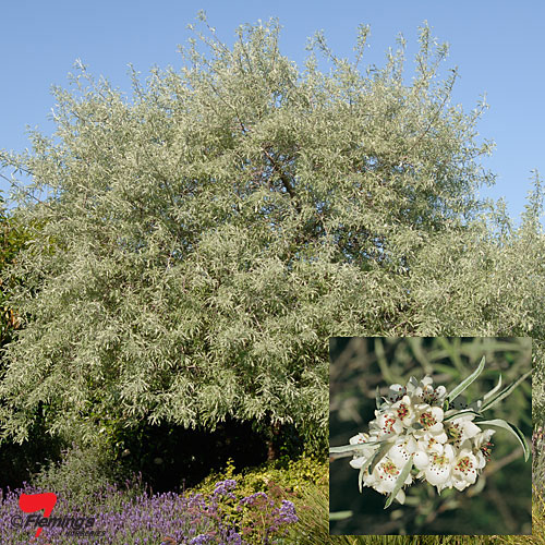 Ornamental Pear - Weeping - Silver
