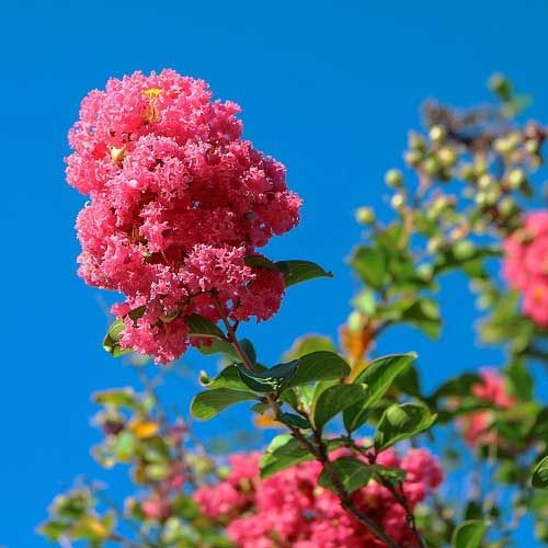 Crepe Myrtle - Hopi