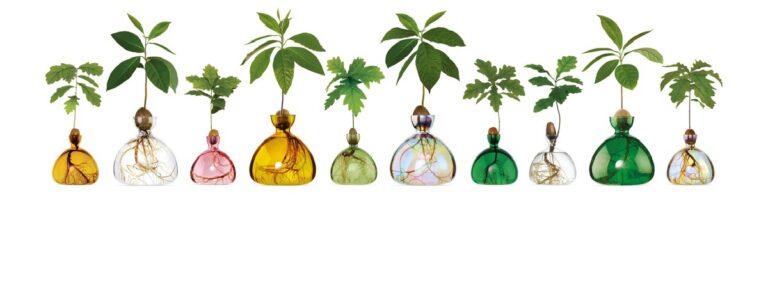 Propagation Jars - Acorn - Glass